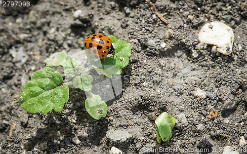 Image of Ladybug on a leaf