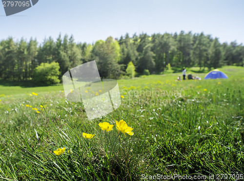Image of Green meadow in a forest and tent