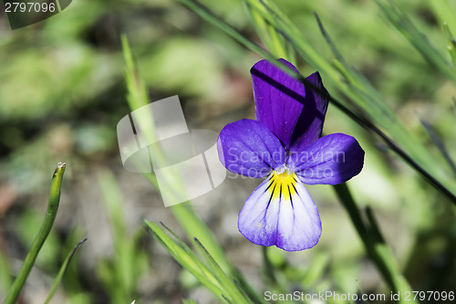 Image of Violet flower and green leaves