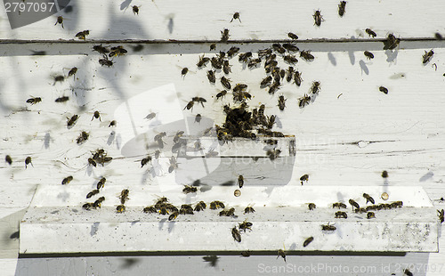 Image of Bees entering the hive