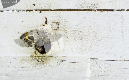 Image of Bees entering the hive