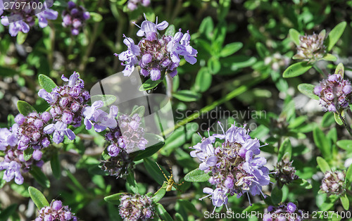 Image of Flower thyme in the nature