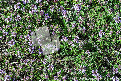 Image of Flower thyme in the nature