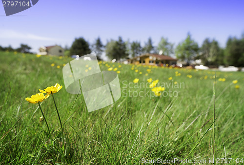 Image of Green meadow with flowers