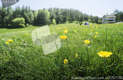 Image of Green meadow with flowers
