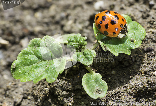 Image of Ladybug on a leaf