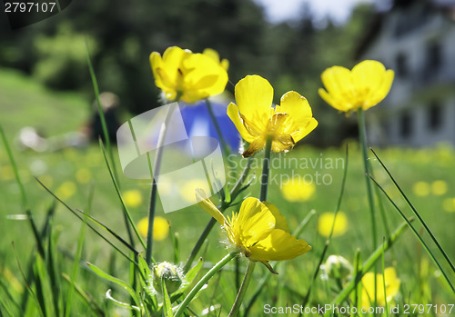 Image of Green meadow in a forest and tent