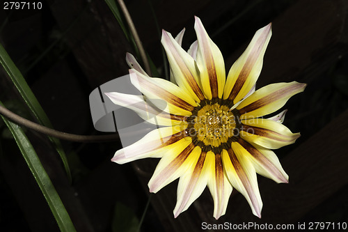 Image of Red,white and yellow flower