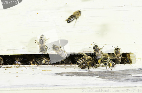 Image of Bees entering the hive