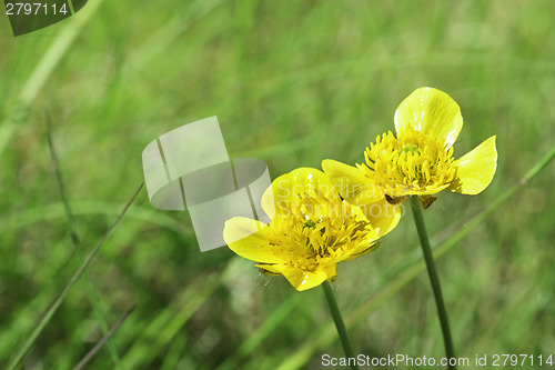 Image of Yellow flower and green meadow
