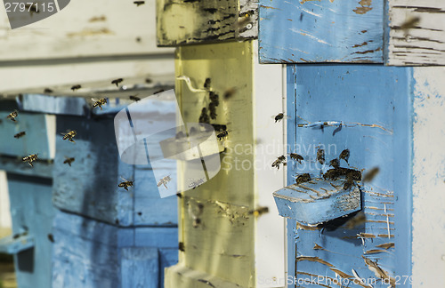 Image of Swarm of bees fly to beehive