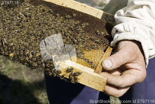 Image of Close up honeycombs