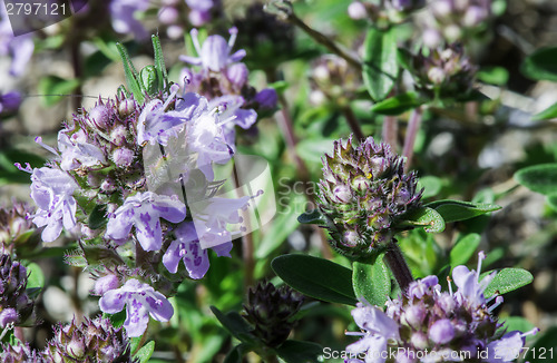 Image of Flower thyme in the nature