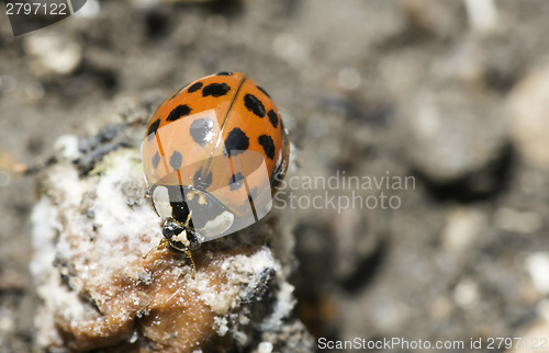 Image of Ladybug on a leaf