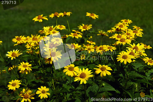 Image of Sunflowers