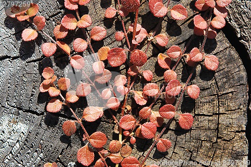 Image of Red Liane Leaves