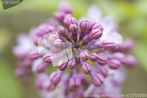 Image of Macro flower