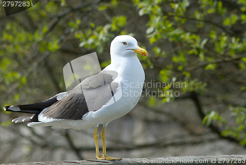 Image of Lesser Black-backed Gull