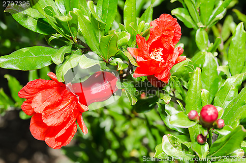 Image of Vivid red spring pomegranate blossom