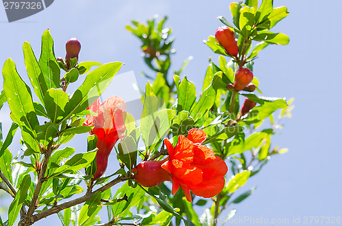 Image of Branches of summer blossoming pomegranate