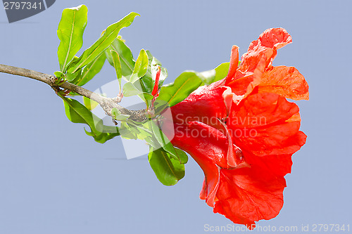 Image of Pomegranate spring blossom vibrant red flowers