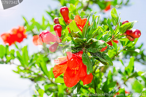 Image of Bush of vibrant pomegranate spring blossom