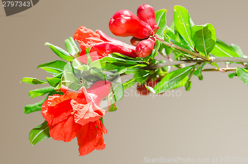 Image of Sunlit branch with spring red pomegranate blossom