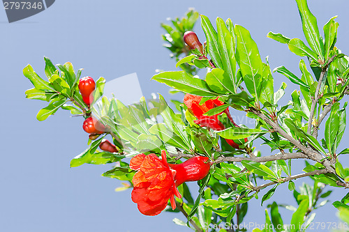 Image of Branches of spring blossomin pomegranate sunlit red flowers