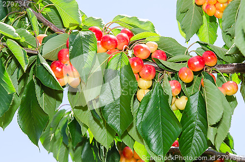 Image of White ripe cherry berry fruits on the tree