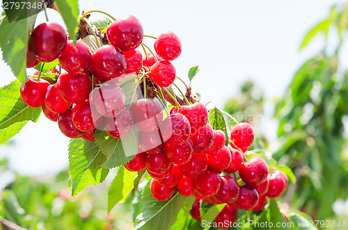 Image of Sunlit branch of cherry berry tree