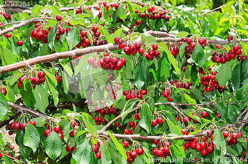 Image of Natural organic cherry berry bunches