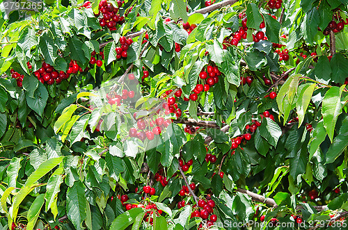 Image of Many red sweet ripe cherry berries