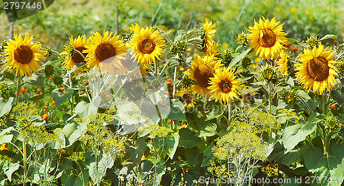 Image of sunflowers