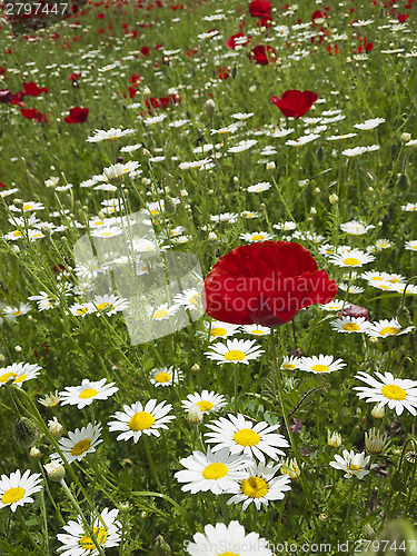 Image of marguerites and poppies