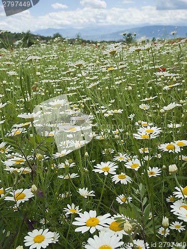 Image of meadow with marguerite and poppies