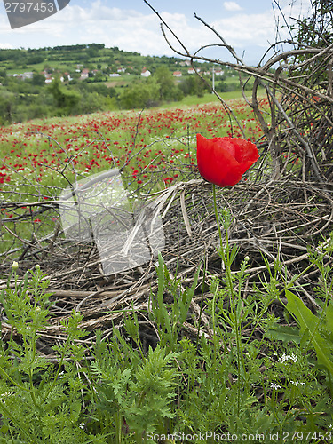 Image of A poppy field