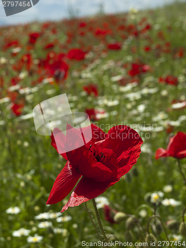 Image of A poppy field