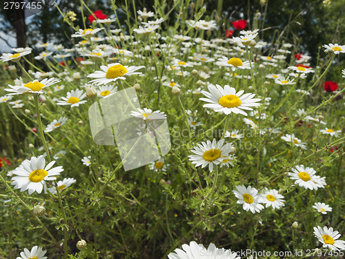 Image of meadow with marguerite and poppies