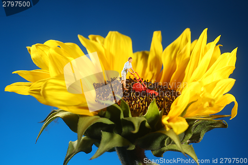 Image of Plastic Person Mowing Grass on a Sunflower 
