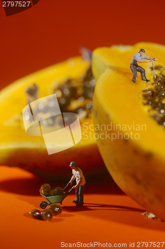 Image of People Working on Papaya Fruit