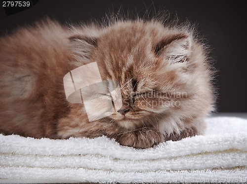 Image of british long hair kitten