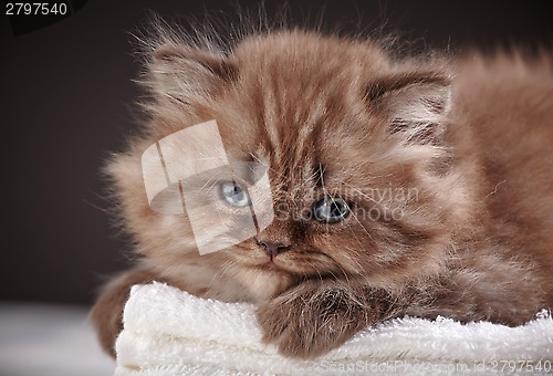 Image of british long hair kitten