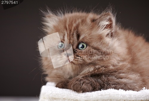 Image of british long hair kitten