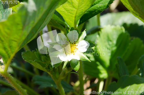 Image of Close up of the strawberry flower