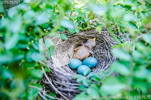 Image of Babies Streak-eared Bulbul in nest with blue eggs