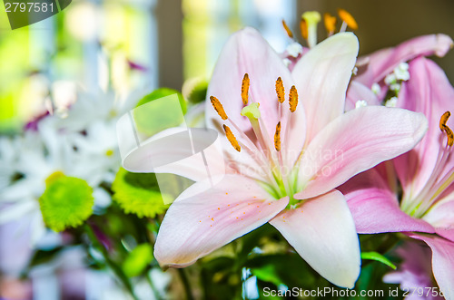 Image of pink lily flower closeup macro
