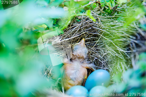 Image of Babies Streak-eared Bulbul in nest with blue eggs
