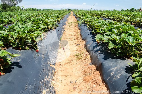 Image of strawberry picking at field farm on sunny day