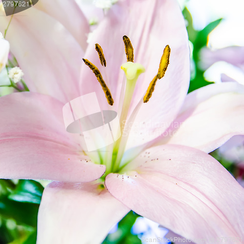 Image of pink lily flower closeup macro