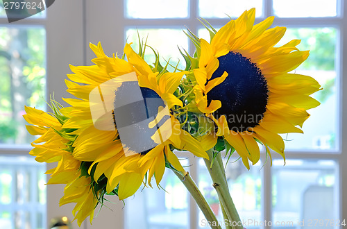 Image of three 3 sun flowers in a vase on a table indoor